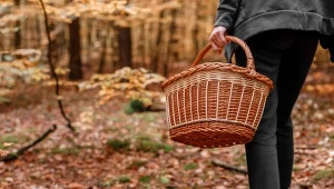 W lutym w lasach obrodziło w grzyby. Nawet w tęgi mróz zebrał cały kosz