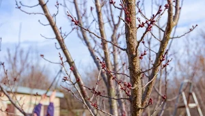 Jakie drzewa owocowe można ciąć w lutym?