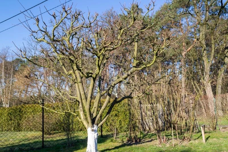 Luty to dobry miesiąc na przycięcie jabłoni