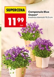 Campanula Ocean