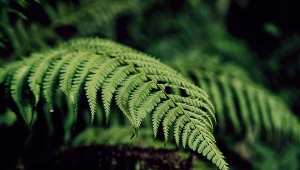 Jakie wybrać rośliny do cienia?