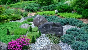 Jakie wybrać rośliny na skarpę?