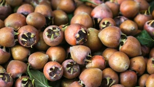 Nieszpułka to zimowy owoc, o którym warto sobie przypomnieć