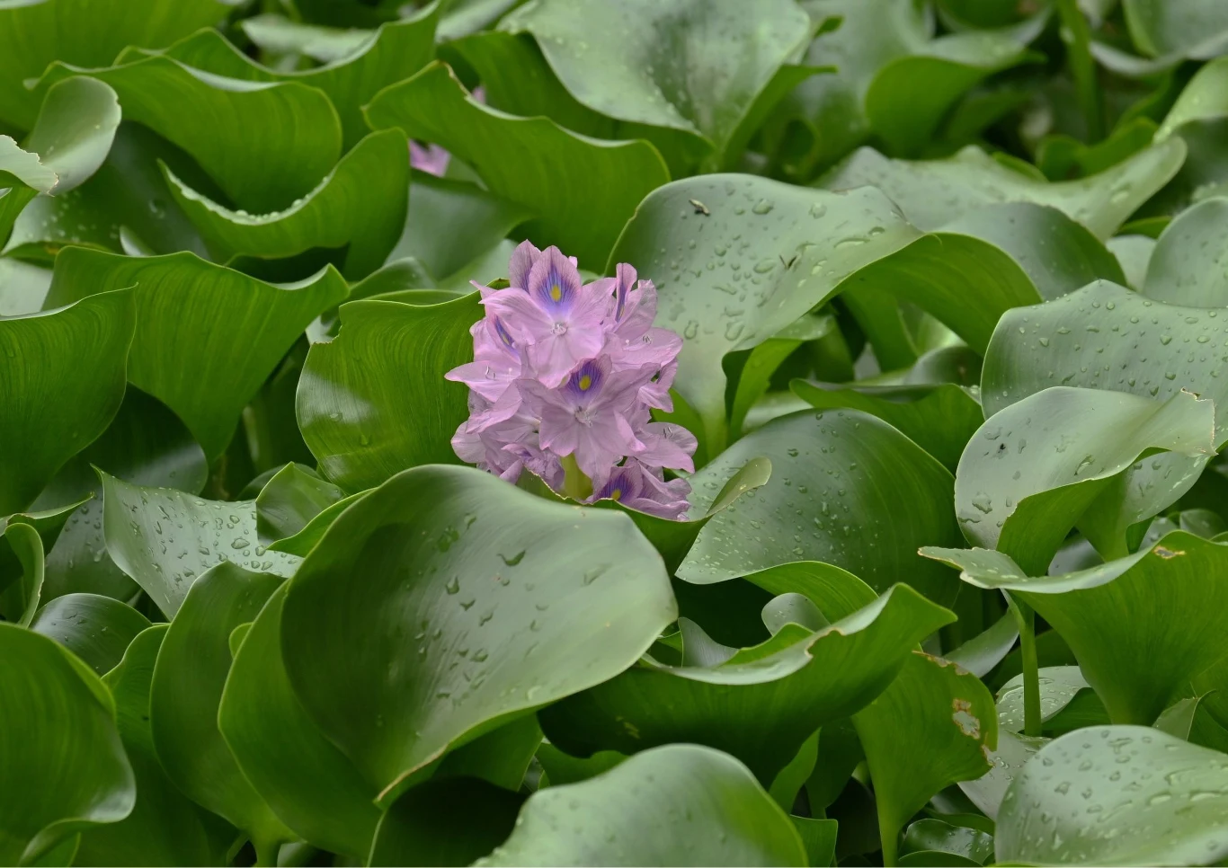 Jakie są rośliny oczyszczające wodę?