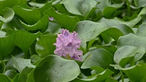 Jakie są rośliny oczyszczające wodę?