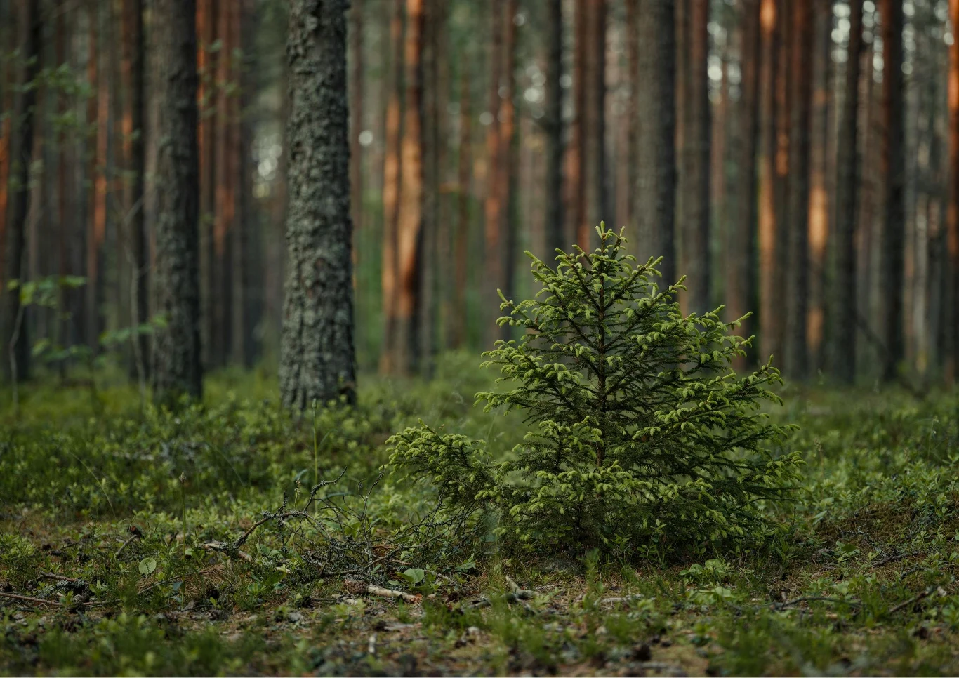 Jakie rośliny nie boją się mrozów?