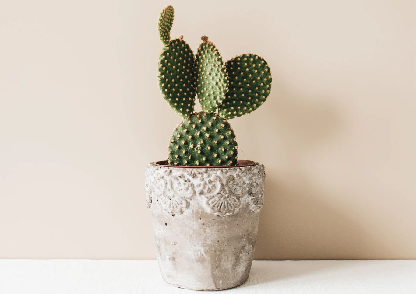 Jakie wybrać rośliny odporne na suszę?