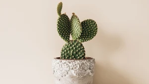 Jakie wybrać rośliny odporne na suszę?