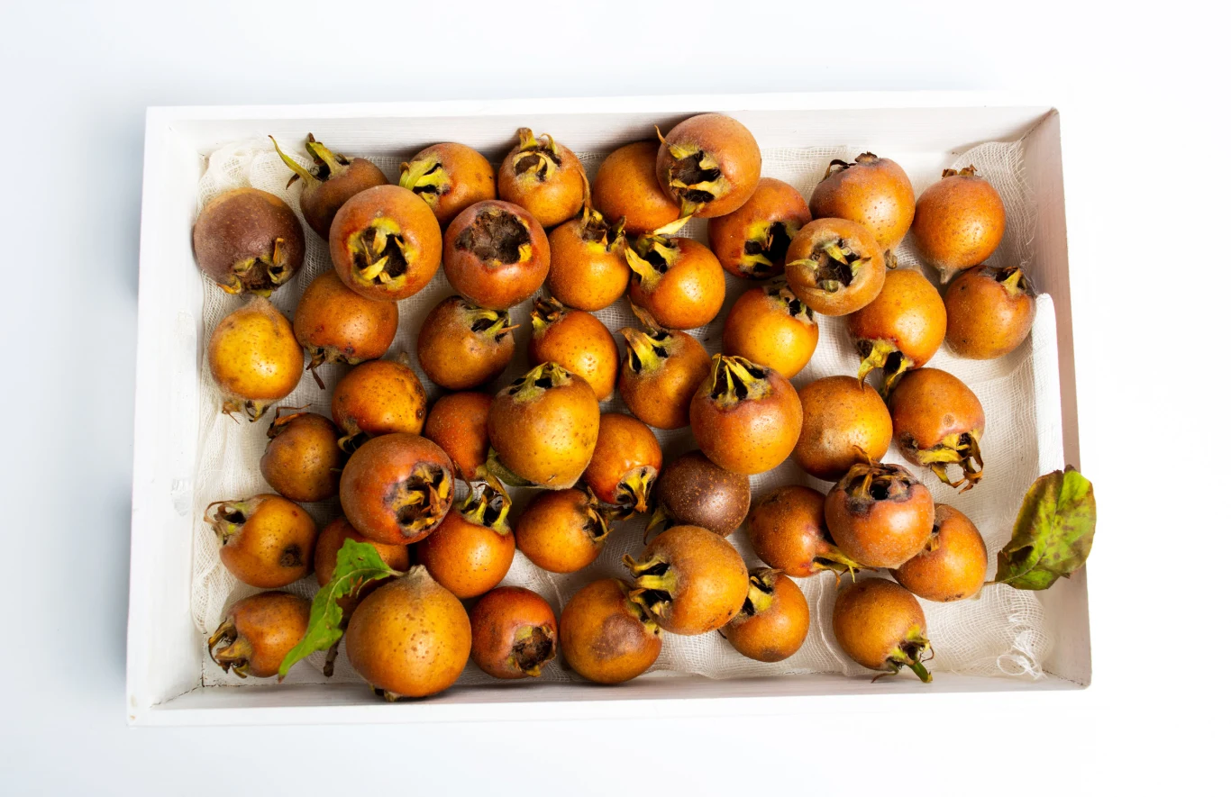 Taca wypełniona owocami nieszpułki, o brązowo-żółtej skórce i charakterystycznych zielonych działkach kielicha na końcach niektórych owoców, ułożonych na białym tle z kilkoma zielonymi liśćmi.