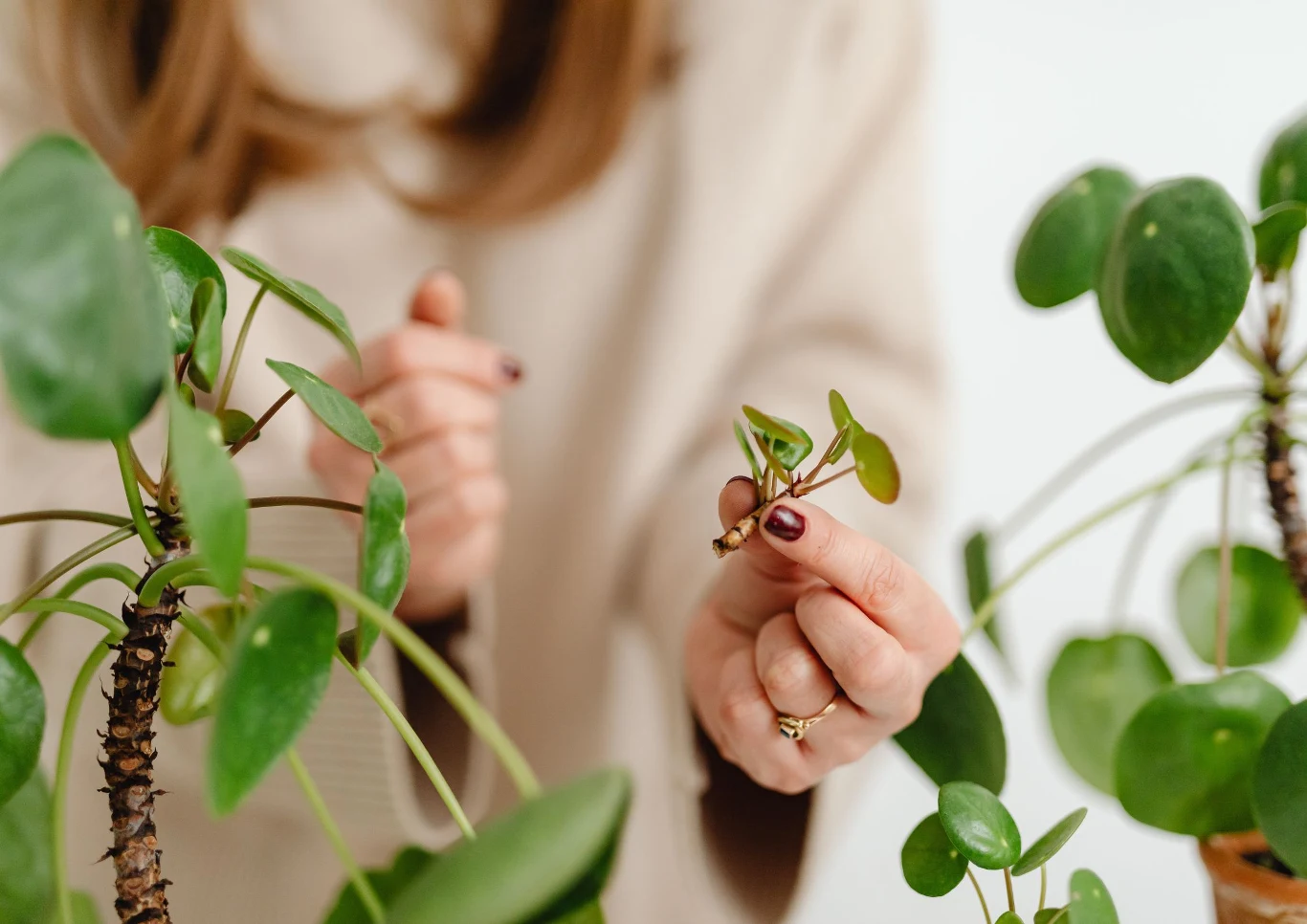 Jak najlepiej rozmnażać rośliny?