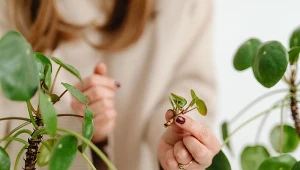 Jak najlepiej rozmnażać rośliny?