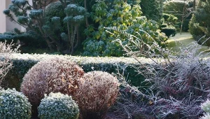 Jakie zabiegi wykonać przed zimą?