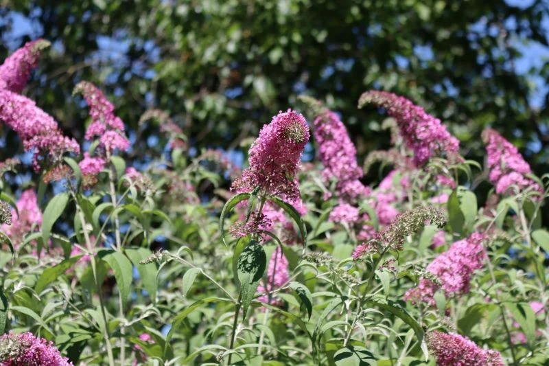 Budleja Dawida, która zostanie przycięta w lutym, latem lepiej kwitnie