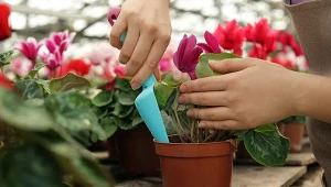 Zjedz miąższ, a ze skórek zrób nawóz do roślin. Lada chwila utoną w kwiatach