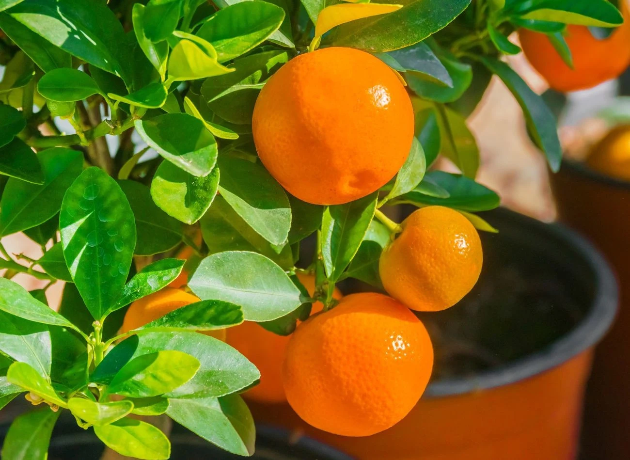 Owoce z uprawy domowej nie są tak smakowite, jak te kupione w sklepie – spełnią bardziej funkcje dekoracyjne