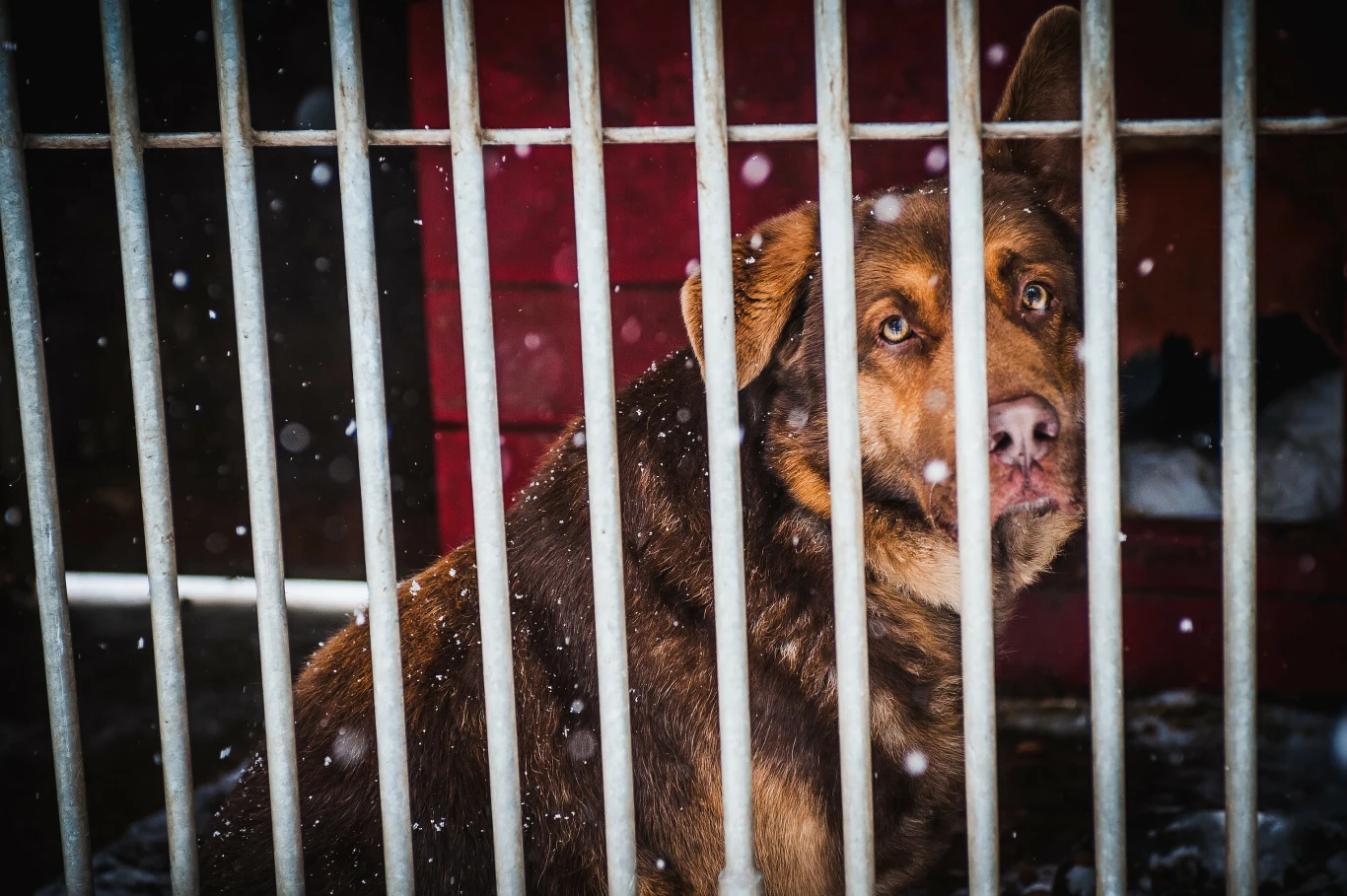 Gdyby nie pomoc wolontariuszy psy tkwiłyby w klatkach całymi dniami, tygodniami, miesiącami Smutny pies o brązowej sierści siedzi za metalowymi kratami w kojcu, padają śnieżne płatki, a w tle widoczna jest czerwona ściana.
