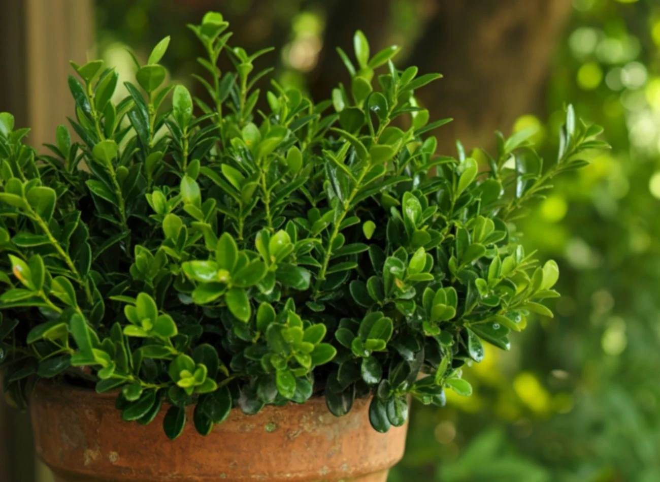 Sadzonki bukszpanu można posadzić do gruntu dopiero wtedy, kiedy rozwiną swój system korzeniowy