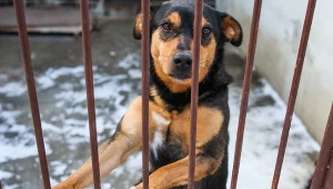 Inspekcja Weterynaryjna interweniuje ws. "Pogotowia dla zwierząt". Zabrali psy z Sobolewa (zdj. ilustracyjne)