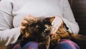 Kot wybiera kanapę zamiast twoich kolan? To może być istotny sygnał 