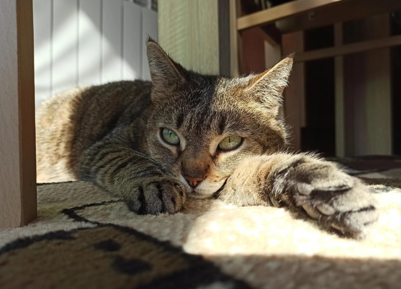 Kot leżący na dywanie w promieniach światła, z łapą wyciągniętą do przodu, spoglądający spokojnie w stronę obiektywu.