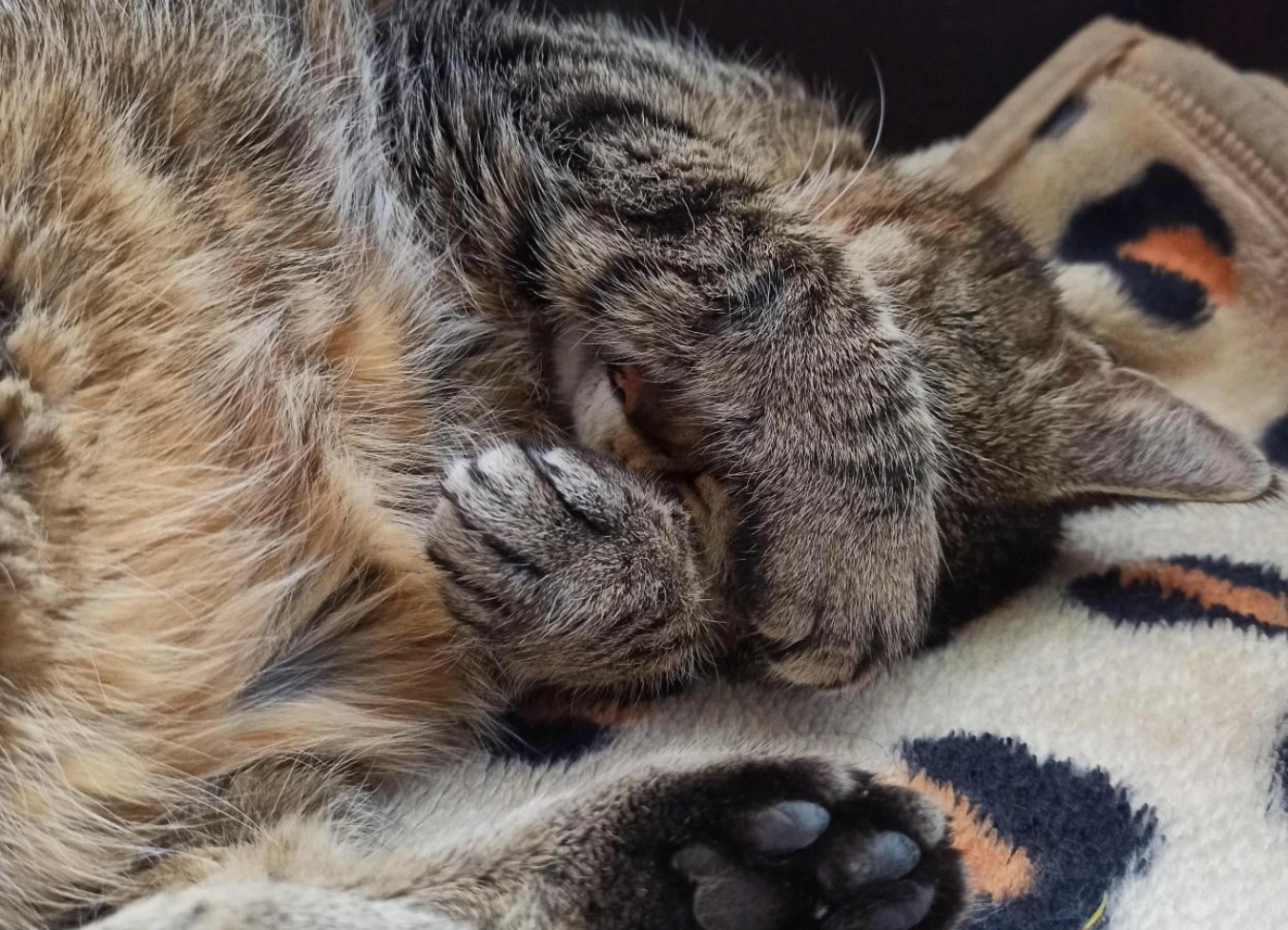 Szary kot leży na miękkim kocu z łapkami zakrywającymi oczy, odpoczywając w wygodnej i rozluźnionej pozycji.