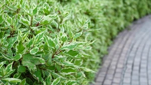 Dlaczego warto posadzić w ogrodzie derenia białego?