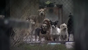 Psy w schronisku w Korabiewicach. Materiał "Interwencji"