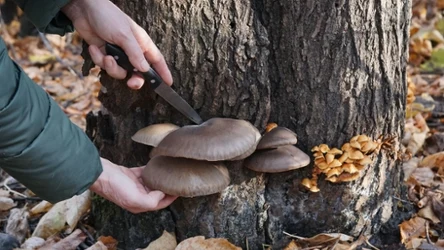 Boczniaki można zbierać nawet zimą. 