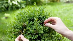 Bukszpan bardzo łatwo się rozmnaża, a z jednego dorodnego krzaczka możemy pozyskać nawet kilkanaście roślin.