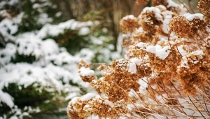 Zrób to w ogrodzie w lutym. Latem będzie pełen kwiatów i owoców