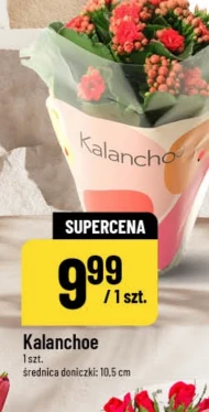 Kalanchoe