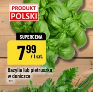 Bazylia w doniczce Polski