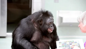 Zabawa na niby. Pierwsze takie odkrycie u szympansów bonobo