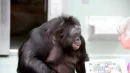 Czy zwierzęta rozumieją zabawę w udawanie? Eksperyment z szympansem Kanzi przyniósł pierwsze takie odkrycie