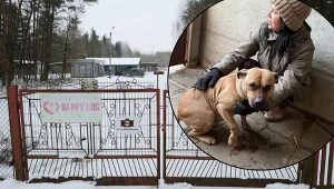 Była wolontariuszka o schronisku w Sobolewie