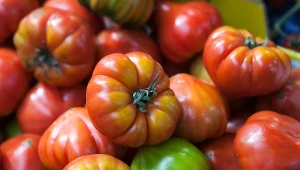 Co roku sieję te pomidory, bo mają wyjątkowy smak.