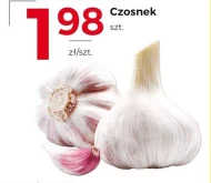 Czosnek
