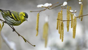 Tych kwiatów nie zobaczymy w lutym? Przedwiośnie inne niż zwykle