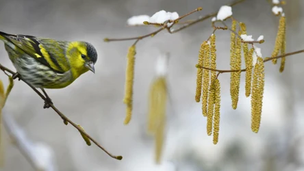 Kiedy kwitnie leszczyna pospolita? 
