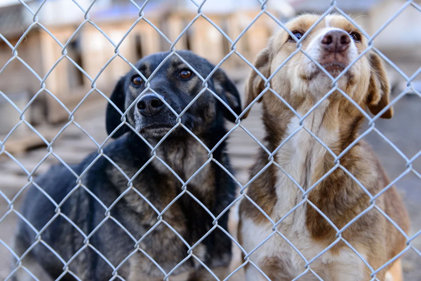Dwa psy siedzące za metalowym ogrodzeniem, patrzące przez siatkę z wyrazem nadziei i oczekiwania, tło rozmyte, wskazujące na teren schroniska.