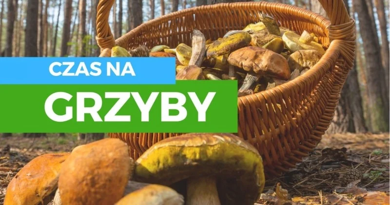 grzyby w ogrodzie