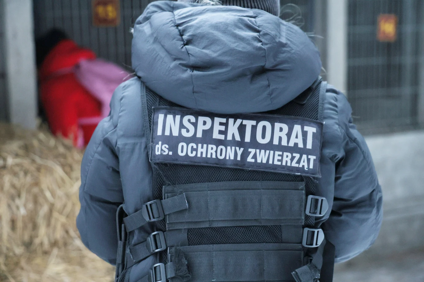 Inspektor w kurtce z napisem Inspektorat ds. Ochrony Zwierząt stoi tyłem, w tle widoczne klatki i słomę, osoba w czerwonym ubraniu pochylona przy jednym z boksów.
