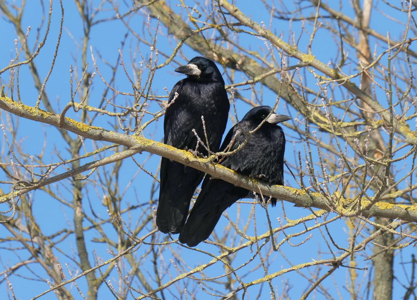 Dwa czarne ptaki siedzące obok siebie na gałęzi drzewa bez liści na tle błękitnego nieba.