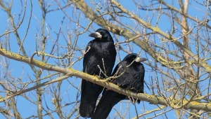 Liczebność gawronów w Polsce spada