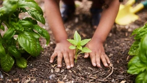 Najlepszą porą na przesadzanie roślin jest wiosna