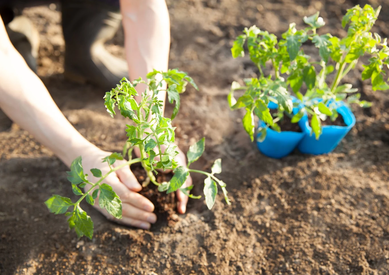 Jak prawidłowo sadzić pomidory?