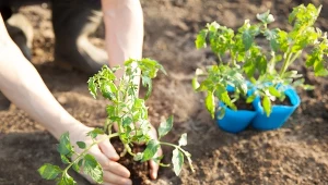 Jak prawidłowo sadzić pomidory?
