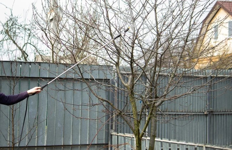 Czym pryskać drzewa owocowe