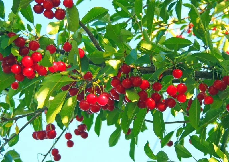 Zimowe cięcie czereśni może znacznie poprawić owocowanie.