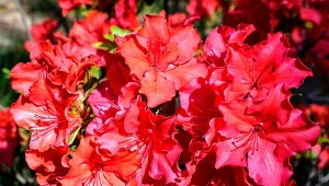 Jakie kwiaty wręczyć na Walentynki zamiast róż?